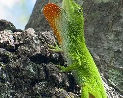 Anolis biporcatus