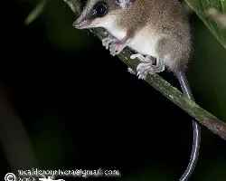 Marmosa mexicana