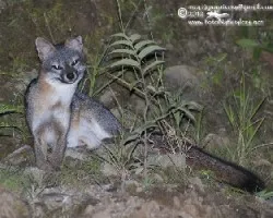 Urocyon cinereoargenteus