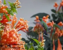 Anthracothorax prevostii