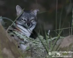 Urocyon cinereoargenteus