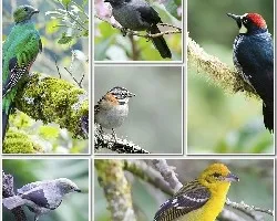 Naturaleza variada ii