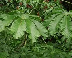 Cecropia obtusifolia