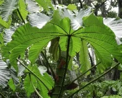 Cecropia obtusifolia