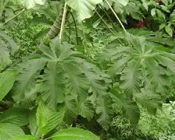 Cecropia obtusifolia
