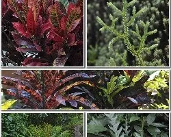 Naturaleza variada iii