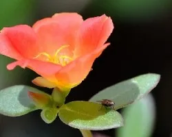 Portulaca grandiflora