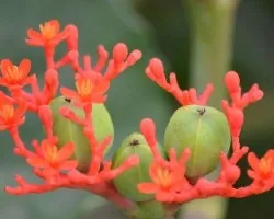 Jatropha podagrica