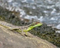 Basiliscus basiliscus