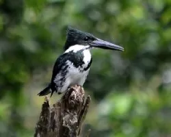 Chloroceryle amazona