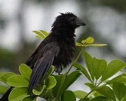 Crotophaga sulcirostris