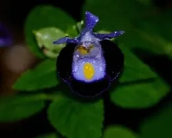 Viola tricolor