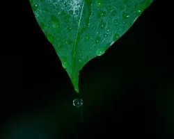 Planta en la lluvia