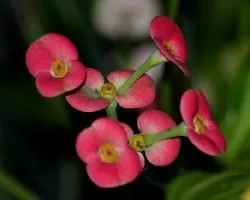 Euphorbia milii splendens