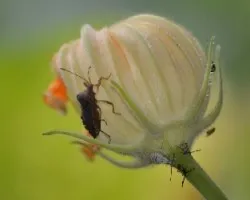 Leptoglossus chilensis spinola