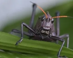 Tettigonia viridissima