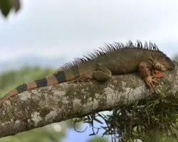 Iguana iguana