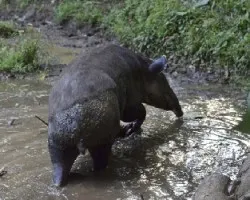 Tapirus bairdii