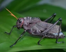 Tettigonia viridissima