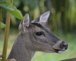 Odocoileus virginianus