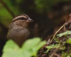 Arremonops rufivirgatus