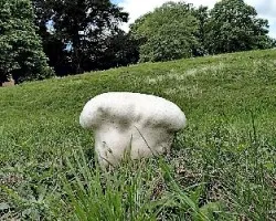 Calvatia cyathiformis