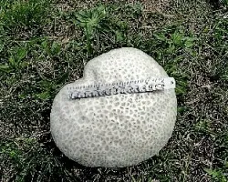 Calvatia cyathiformis