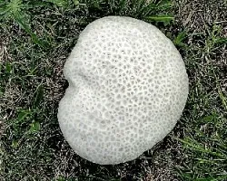 Calvatia cyathiformis