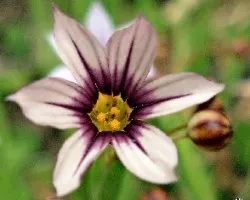 Sisyrinchium platense