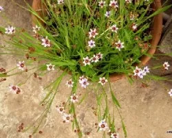 Sisyrinchium platense