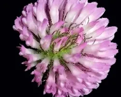 Trifolium pratense