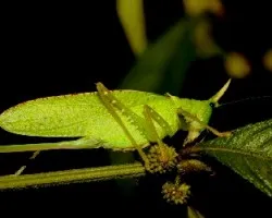 Copiphora rhinoceros