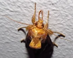 Mariposa nocturna con cresta