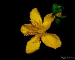 Hypericum perforatum