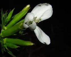 Saponaria officinalis