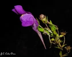 Linaria triornithophora 