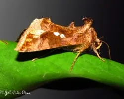 Mariposa nocturna con cresta