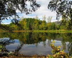 Ya pinta el otoño las hojas del chopo