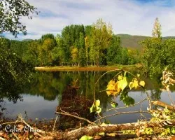 Ya pinta el otoño las hojas del chopo