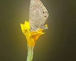 Libando en las últimas flores