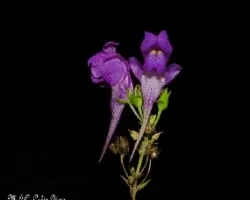 Linaria triornithophora 