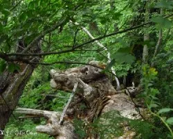 Pareidolia-imagen errónea-un toro