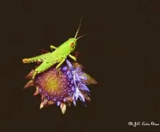 Saltamontes en una flor