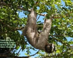 Bradypus variegatus