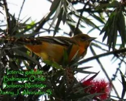 Icterus galbula-hembra