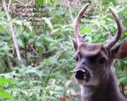 Odocoileus virginianus