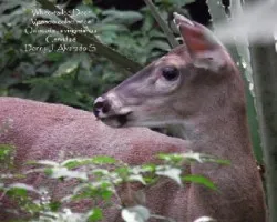 Odocoileus virginianus