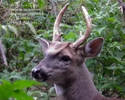 Odocoileus virginianus
