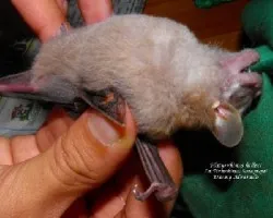 Platyrrhinus helleri