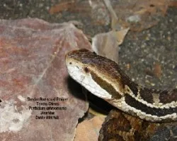 Porthidium ophryomegas